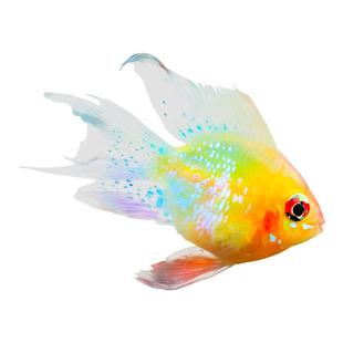 桃心金波子阿凡达凤凰鱼皮卡丘宝篮球热带观赏鱼活体热带鱼观赏鱼