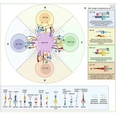 单细胞分析 注释功能分析拟时序分析…