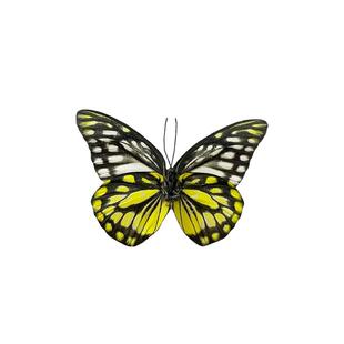 真蝴蝶原蝶锯粉蝶未展翅蝴蝶标本制作diy研学手工材料A1/A-品质