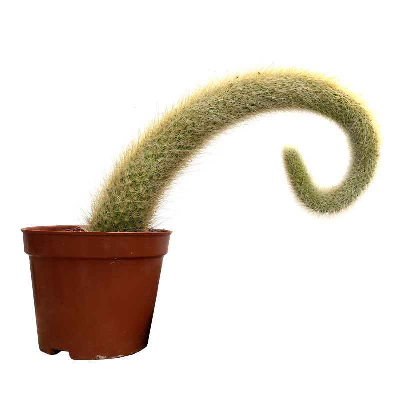 芊朵园猴尾柱仙人掌长毛垂吊植物