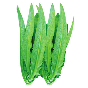 蔬菜种子种籽菜籽大全四季菜种适合9月份九可以高温夏天种的蔬菜