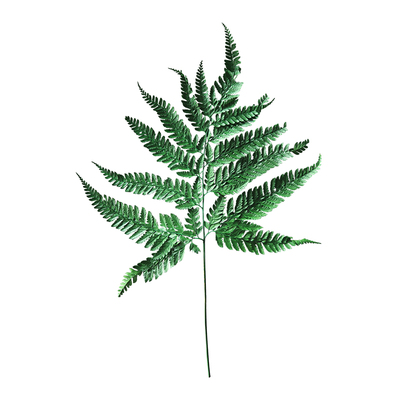 ins北欧天然干花羊齿软装搭配