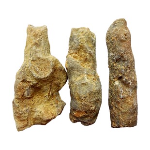 天然菊石三叶虫斑彩螺海贝树叶鱼珊瑚虫化石原石教学科普佳品2871