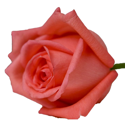 曼特拉玫瑰鲜切花云南昆明斗南发