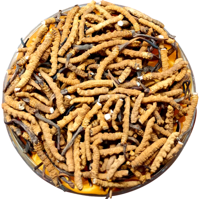 断的虫草西藏冬虫夏草断草超大虫草特价冬虫夏草