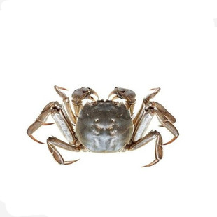 母蟹1只 重庆现货正宗满黄红膏鲜活大闸蟹特大3两螃蟹中秋礼盒装