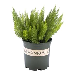 塔莎的花园 狐尾天门冬室内观赏绿植好养易活室内阳台绿植盆栽