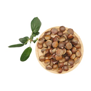 四川板栗树果苗大红袍栗子苗嫁接苗当年结南方种植果树苗板栗苗树