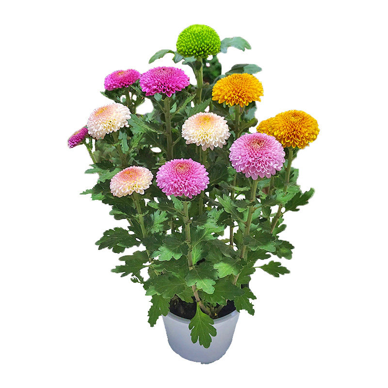 大冠幅荷兰菊花苞超多四季好养