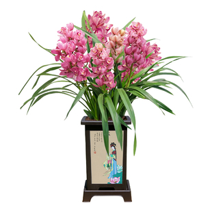 兰花大花惠兰带花苞葡萄美酒鲜切花办公室内好养四季常青年宵花