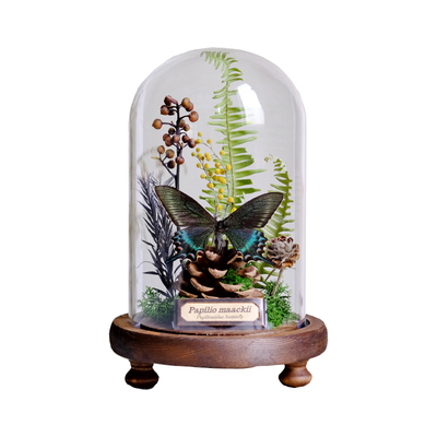 蝴蝶玻璃罩标本植物摆件微景观