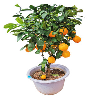 沙糖桔树苗地栽盆栽南方北方橘子柑桔果树果苗砂糖橘金桔脆皮种植