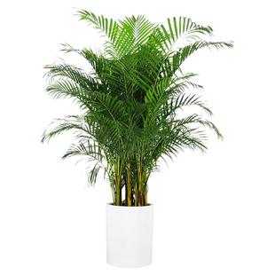 散尾葵盆栽凤尾竹绿植室外大型植物盆栽花卉净化空气植物绿植花卉