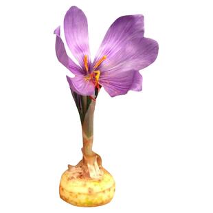 正宗藏红花种球番红花药用种子西红花苗球根盆栽花种花籽球种批发