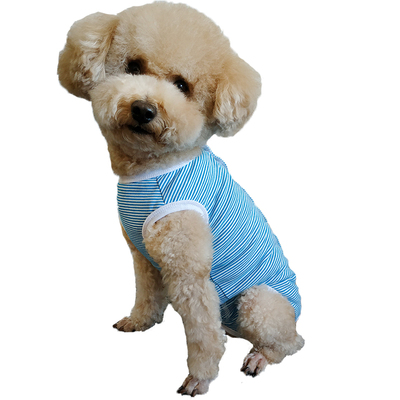 包肚防着凉断奶绝育术后护理比熊