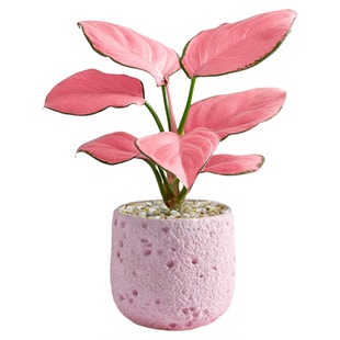 吉祥如意盆栽桌面绿植室内盆栽办公室绿植高级白如意皇后植物四季