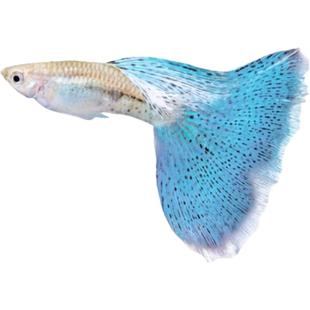 孔雀鱼活鱼观赏鱼淡水精品好耐活鱼热带蕾丝小型纯种大尾凤尾鱼苗