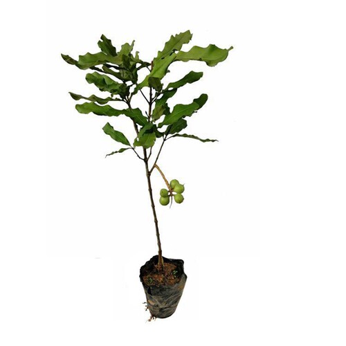 澳洲坚果苗南方种植正宗夏威夷果苗嫁接高产稳产带土发货包活包邮