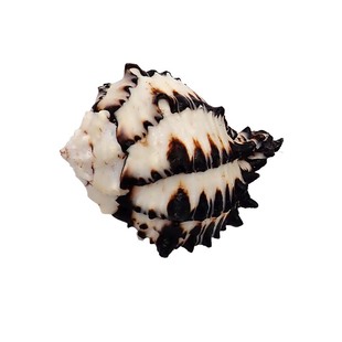 寄居蟹替换宠物壳天然大口径海边壳装饰贝壳螺迷你小号大号粉口