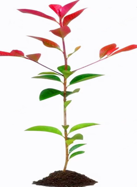 红叶石楠苗四季常青庭院绿化植物