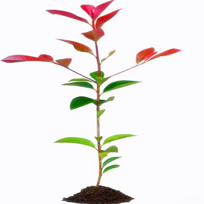 红叶石楠苗庭院绿化植物四季常青
