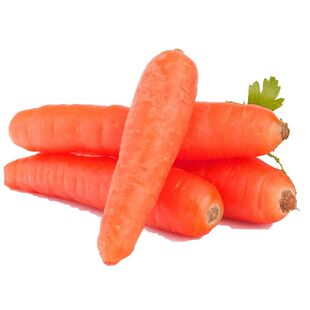 春红玉胡萝卜种子春季播葫芦种子 耐抽苔四季水果萝卜籽农家大田