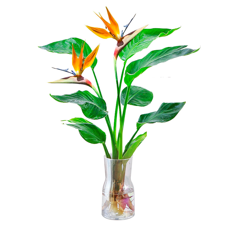 天堂鳥(niǎo)水培植物鶴望蘭盆栽大型綠植室內(nèi)花卉水養(yǎng)棕竹招財(cái)竹富貴竹