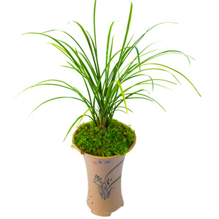 老种解佩梅兰花盆栽植物蕙兰名品名贵兰花苗带花苞浓香室内好养活