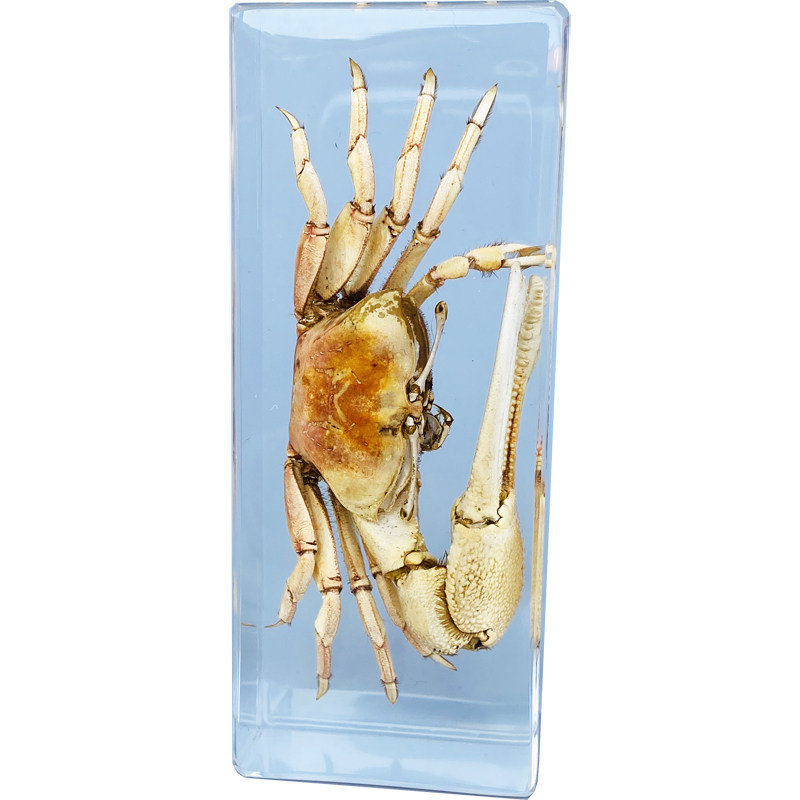 真实小动物昆虫标本树脂甲虫螃蟹天牛蜈蚣蝎子螳螂蝗虫蜘蛛独角仙
