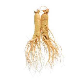 长白山野生人参种子正宗四季东北山参中草药材种植易成活养生滋补