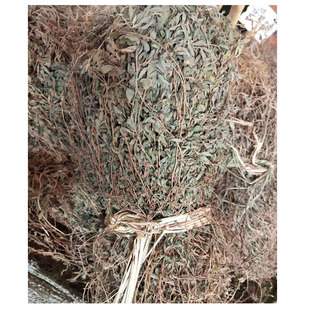 广西野生人字草中草药三叶人字草新鲜干货苍蝇翅掐不齐另售穿破石