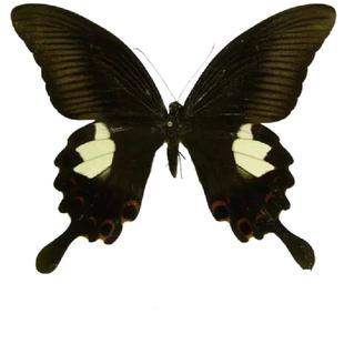 蝴蝶标本摆件手工昆虫标本装饰品学生创意生日礼物展翅真蝴蝶标本