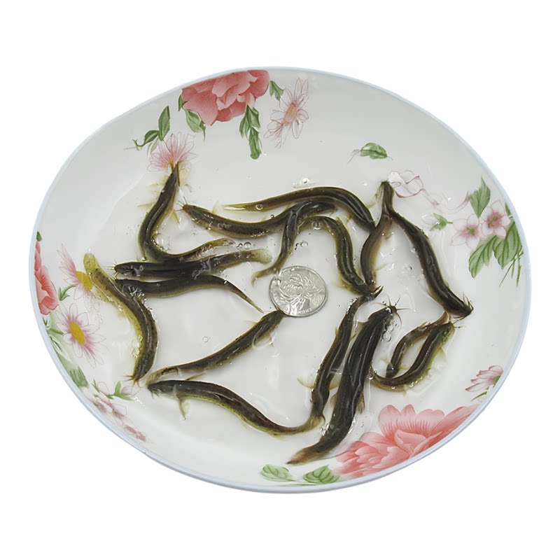 小泥鳅鲜活 台湾泥鳅苗鲜活青鳅圆泥鳅黄鳅鱼泥鳅 钓翘嘴鲈鱼活饵