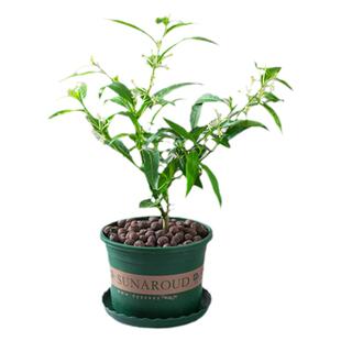 夜来香花苗盆栽阳台庭院夏季驱蚊香草树苗夜来香植物花卉当年开花