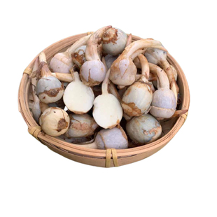 云南现挖新鲜迷你小茨菇白马蹄白慈姑农家自种粉糯茨菰燕尾菇蔬菜