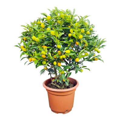 可食用金桔树盆栽带果阳台庭院