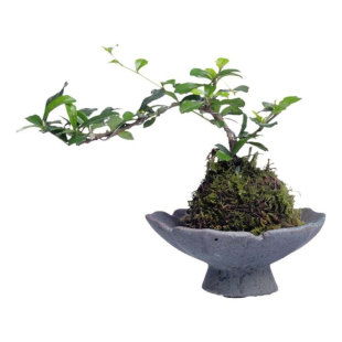 苔玉藓球中式禅意盆景绿植福建茶几办公室客厅书房好养活水培植物