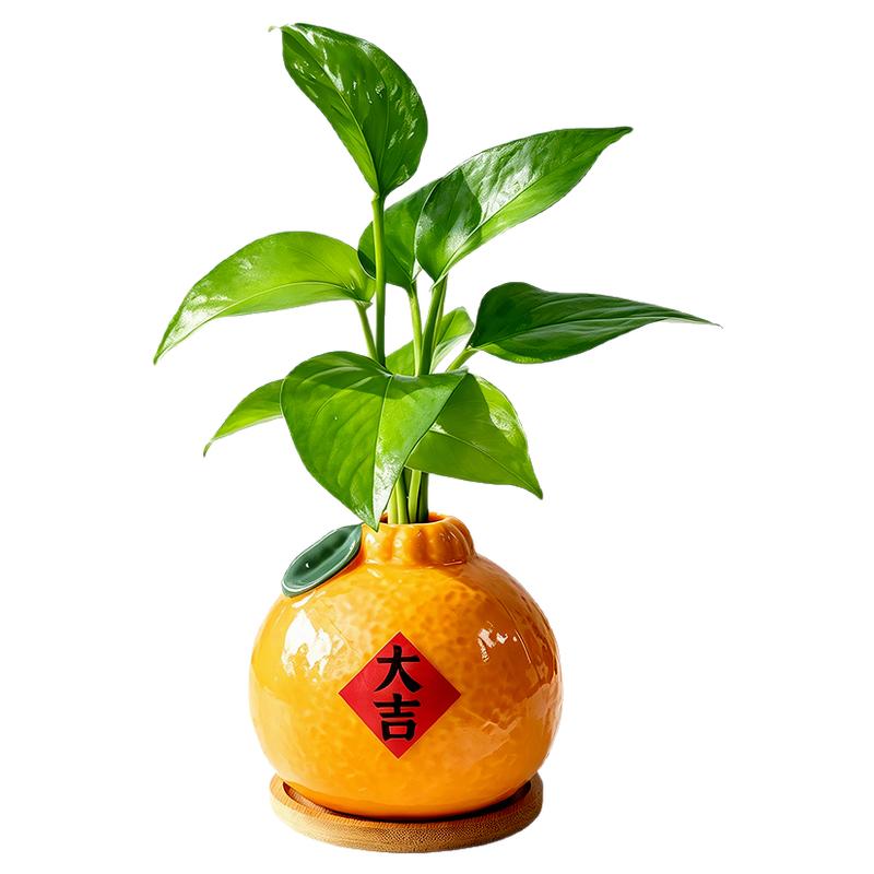 水培植物大吉大利橘子绿植送礼