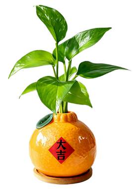 水培植物大吉大利橘子绿植送礼