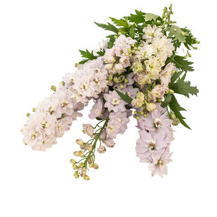 进口大花飞燕草种子神秘之水桃红白芯魔法喷泉宿根多年生盆栽秋播