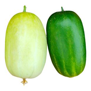 寿光金童玉女水果小黄瓜苗秧旱大小黄瓜种籽四季阳台盆栽春秋高产