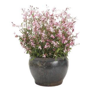 小椿日和 千鸟花山桃花白色粉色庭院盆栽花卉喜光耐半阴新奇趣味