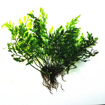 阴性水草铁皇冠活体易养