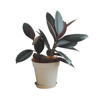 亲爱的绿植 ins北欧风黑金刚橡皮树盆栽室内阳台观叶植物好养易活