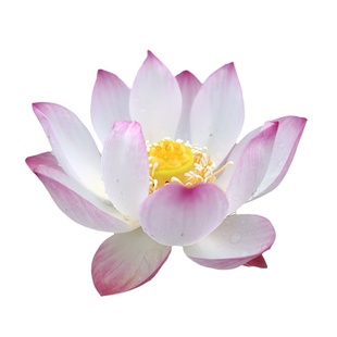 小微型荷花碗莲【雪影】盆栽水生植物观赏花卉种藕2023