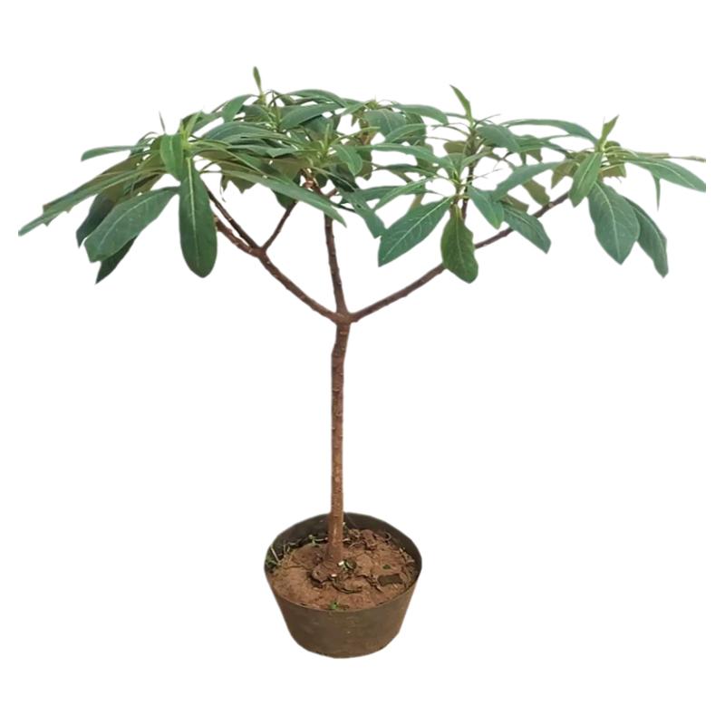 结香花树苗带花苞耐寒庭院绿化苗