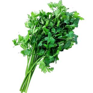 绿食者 新鲜意大利芹250g 欧芹香芹法国香菜 巴西里香料 西餐食材
