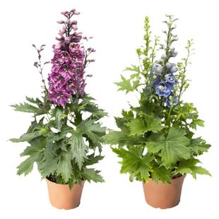 3株多年生大花飞燕草花苗翠雀花种子苗北极光四季种开花阳台庭院