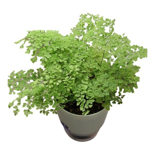 耐阴蕨类植物客厅绿植 铁线蕨 波斯盾蕨类植物多年生四季常绿观叶