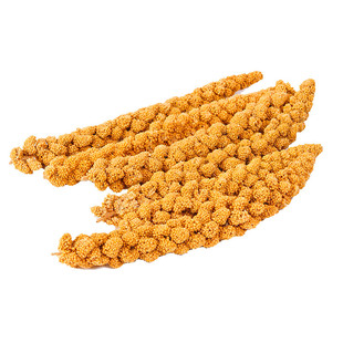 红谷小米小香米种子红色粘小米糯香好吃抗鸟害糯粟米夏季播高产